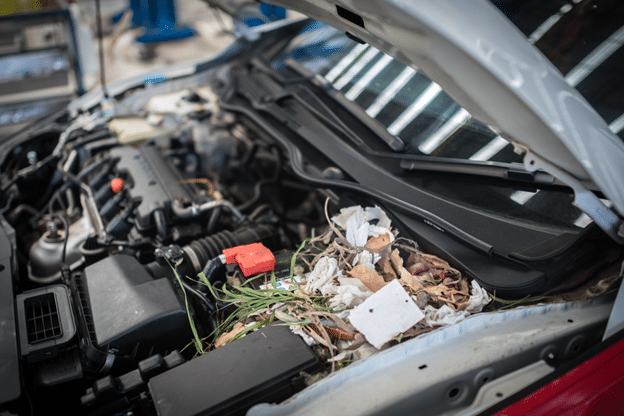 How to Prevent Rodent Damage in Your Car During Fall in Durango, CO with Firestone of Durango. Image of leaves and other debris ontop of a car battery that came into the shop for maintenance services.