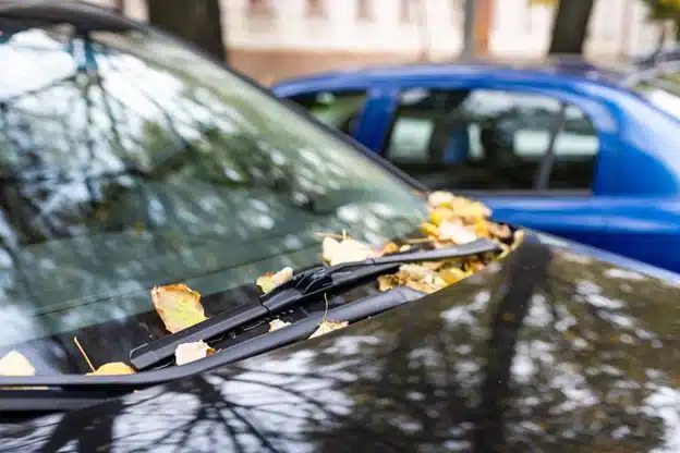 The importance of new wiper blades in fall weather in Durango, CO with Firestone of Durango. Image of a black car’s windshield wipers with fall leaves covering them while parked on the side of a road next to a blue car.