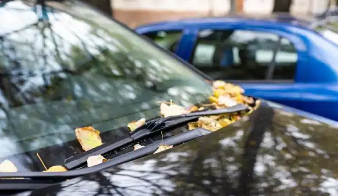 The importance of new wiper blades in fall weather in Durango, CO with Firestone of Durango. Image of a black car’s windshield wipers with fall leaves covering them while parked on the side of a road next to a blue car.